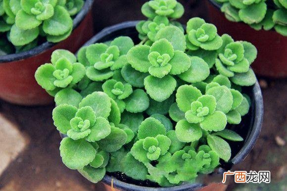 生肖虎养什么植物最好,属虎养什么花最合适