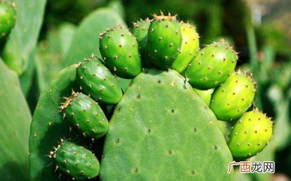生肖虎养什么植物最好,属虎养什么花最合适