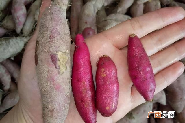 农村种植致富好项目 乡镇创业好项目年赚30万