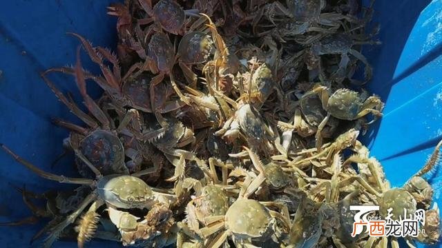 项目可行性研究报告 新疆水产养殖可行性研究报告