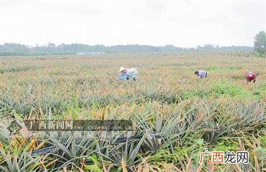横溪台湾农民创业园 钦南区台湾农民创业园