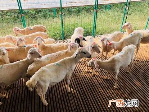 农村5万元无息贷款政策 无息贷款怎么办理