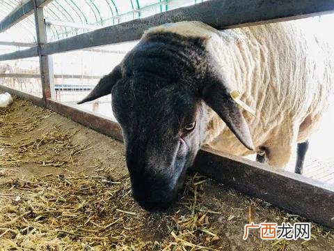 农村5万元无息贷款政策 无息贷款怎么办理