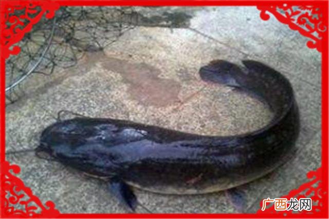 在家养殖什么能挣钱投资小的,养殖业投资多少钱