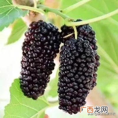 现在可以种什么树最合适,现在种什么树好一些啊!
