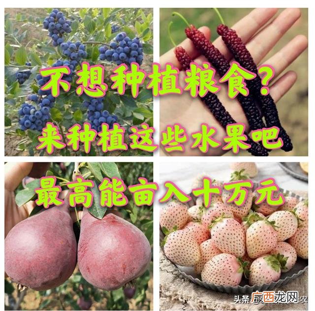 现在可以种什么树最合适,现在种什么树好一些啊!