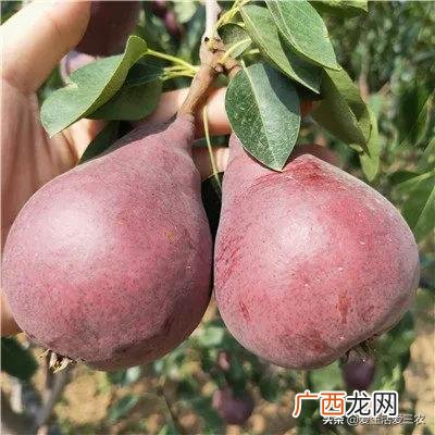 现在可以种什么树最合适,现在种什么树好一些啊!