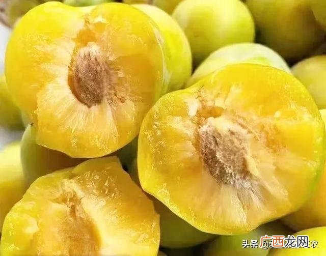 现在可以种什么树最合适,现在种什么树好一些啊!