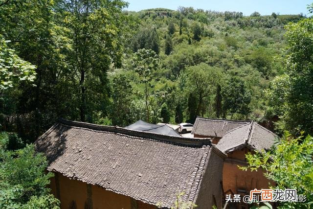 野生灵芝怎样吃效果最好 天然野生灵芝的价格