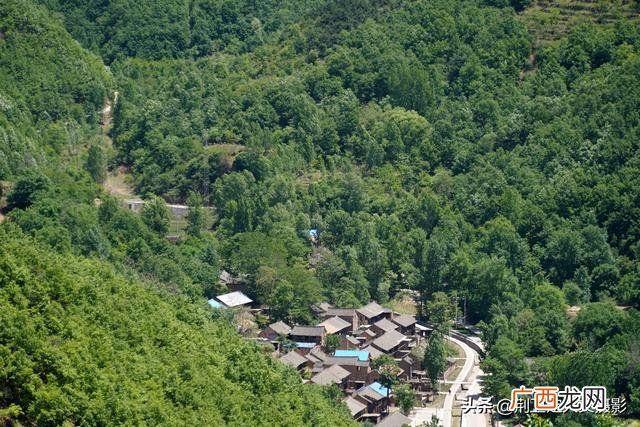 野生灵芝怎样吃效果最好 天然野生灵芝的价格