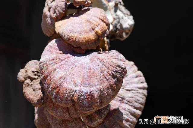 野生灵芝怎样吃效果最好 天然野生灵芝的价格
