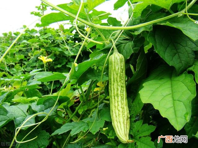 种植大棚管理办法 大棚种植技术与管理