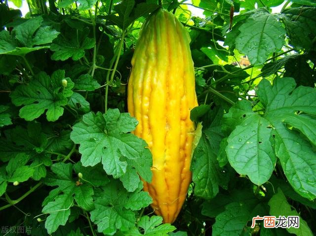 种植大棚管理办法 大棚种植技术与管理
