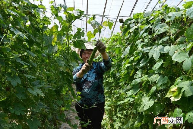 种植大棚管理办法 大棚种植技术与管理