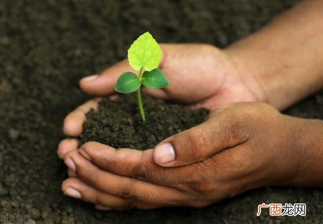 种植大棚管理办法 大棚种植技术与管理