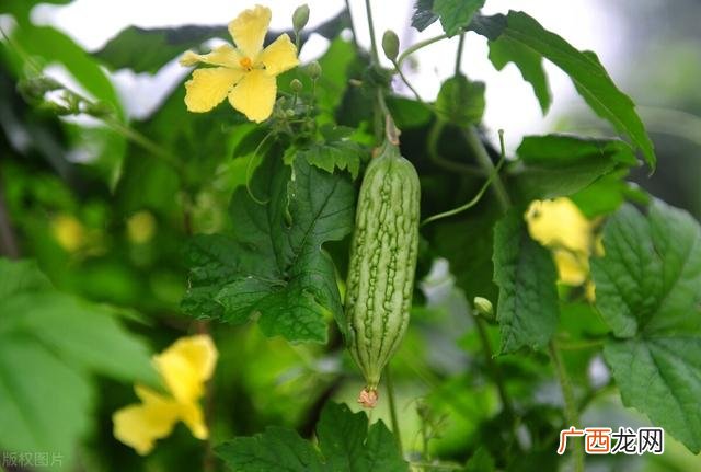 种植大棚管理办法 大棚种植技术与管理