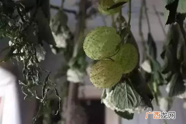 花店项目愿景 创业构思怎么写花店