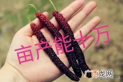 农村创业项目大全,创业农场网站