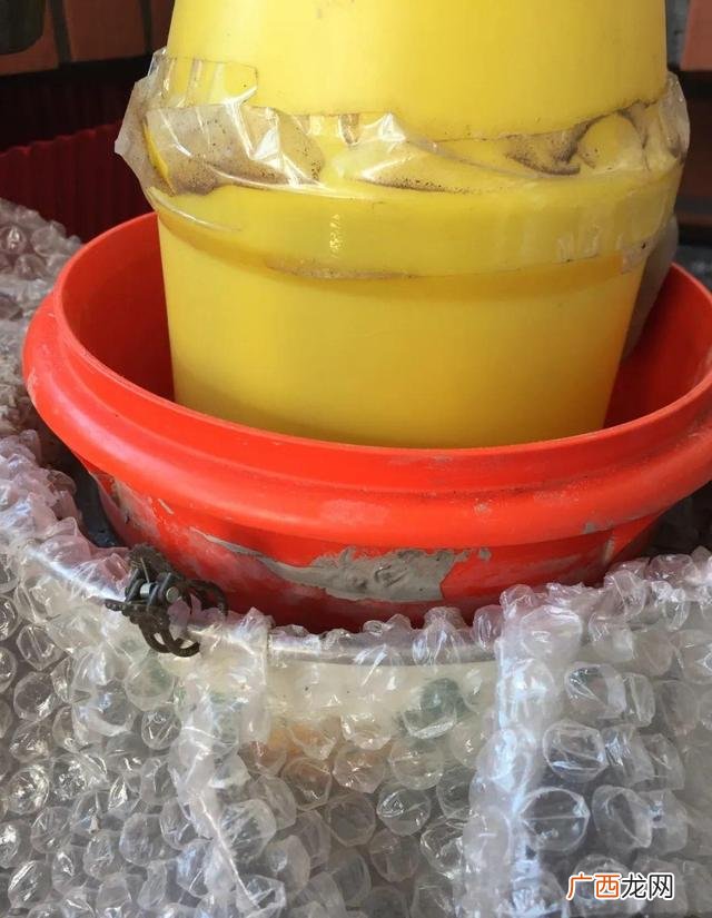 洗衣液桶制作花盆图片 洗衣液空瓶的利用