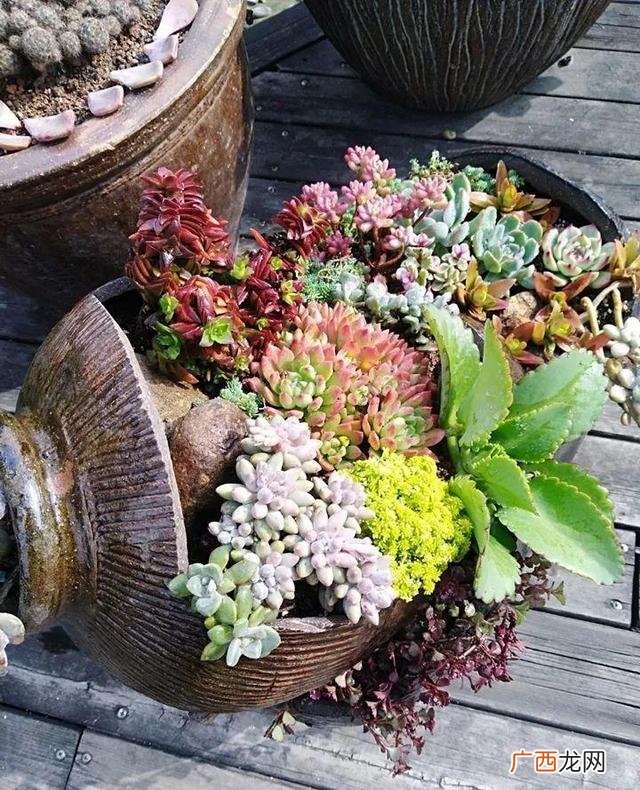 洗衣液桶制作花盆图片 洗衣液空瓶的利用