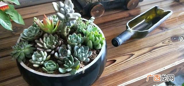 洗衣液桶制作花盆图片 洗衣液空瓶的利用