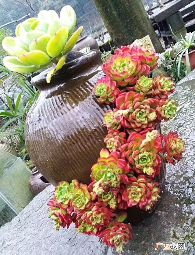 洗衣液桶制作花盆图片 洗衣液空瓶的利用