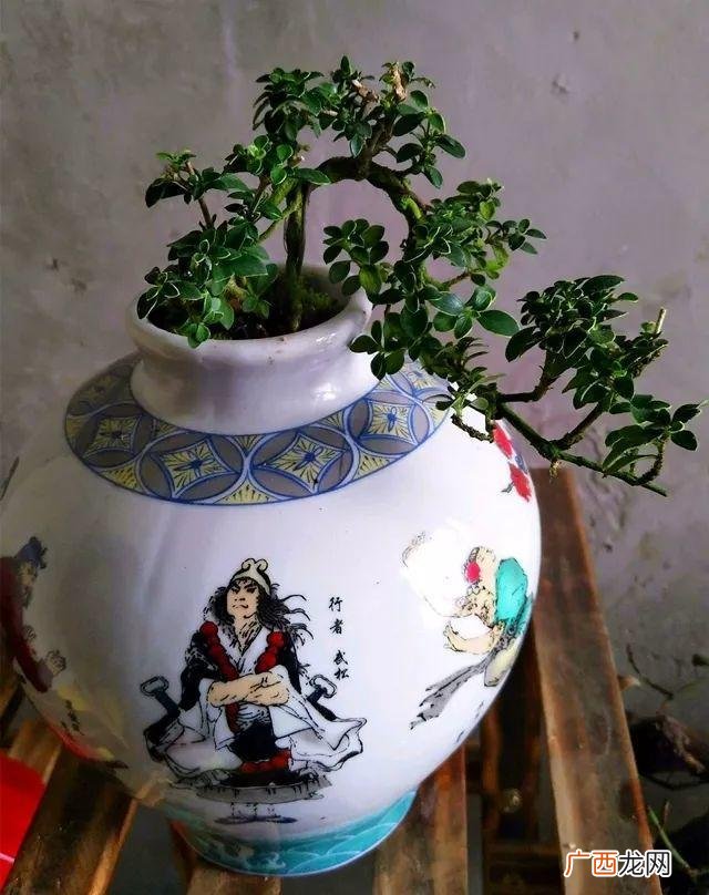 洗衣液桶制作花盆图片 洗衣液空瓶的利用