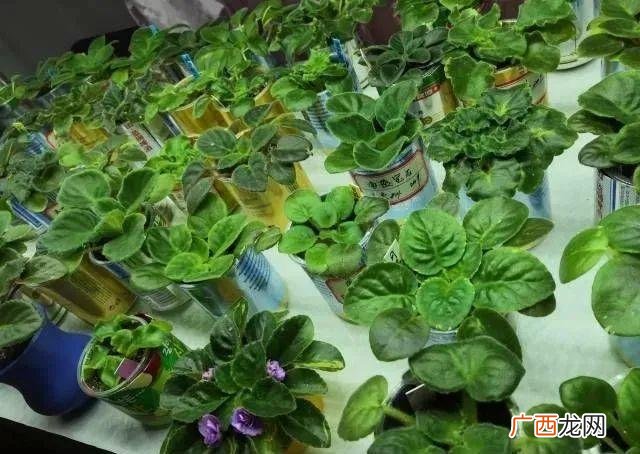 洗衣液桶制作花盆图片 洗衣液空瓶的利用