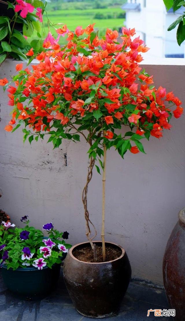 洗衣液桶制作花盆图片 洗衣液空瓶的利用