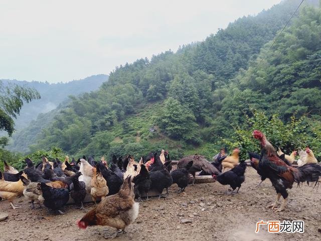 中国最大的黑水虻公司,一斤黑水虻的养殖成本