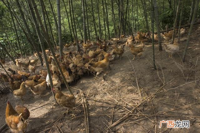 中国最大的黑水虻公司,一斤黑水虻的养殖成本