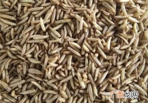 中国最大的黑水虻公司,一斤黑水虻的养殖成本