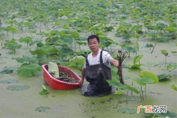 烤红薯叫卖录音简单 卖玉米歌