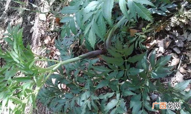 2021年最紧缺药材,中药种植基地创业项目
