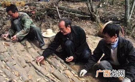 2021年最紧缺药材,中药种植基地创业项目
