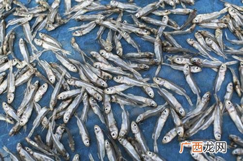 身无分文怎么弄钱快,身无分文如何找投资商农村致富