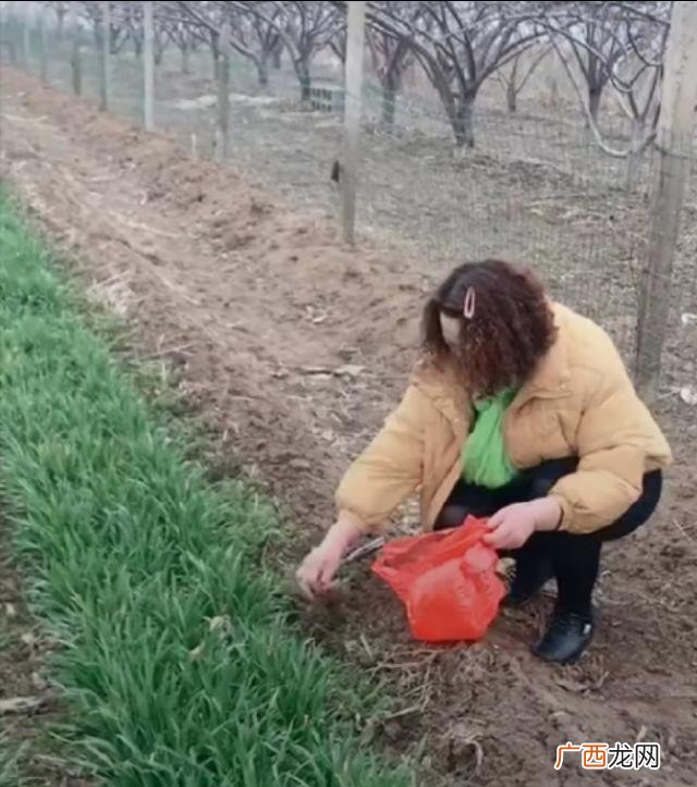 野生蒲公英能吃吗 80后自主创业蒲公英茶