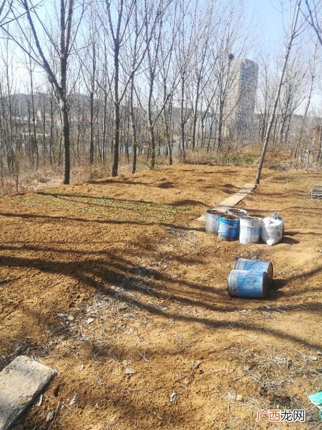 野生蒲公英能吃吗 80后自主创业蒲公英茶