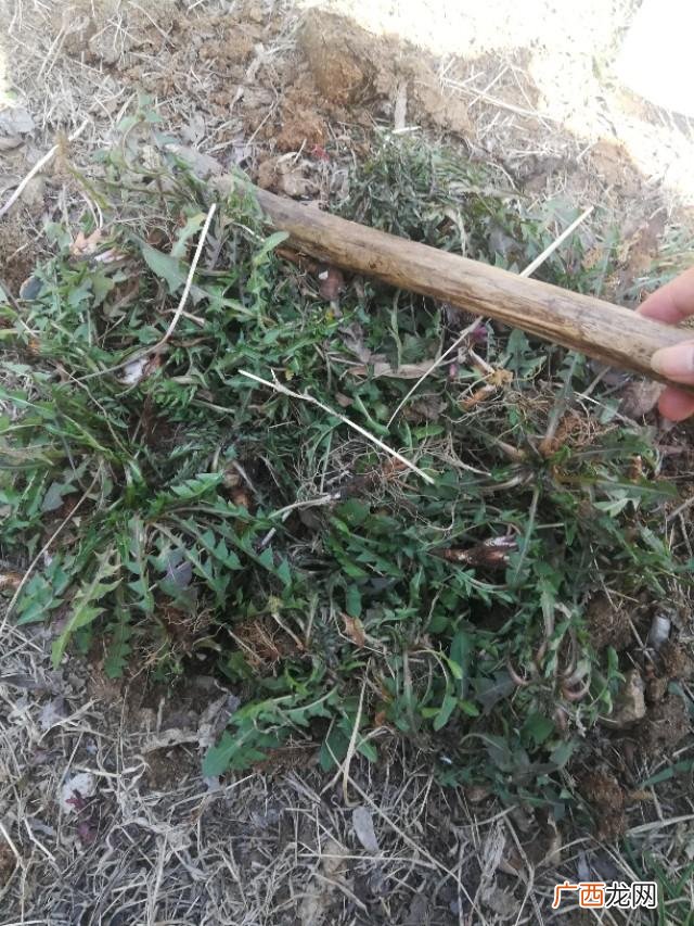 野生蒲公英能吃吗 80后自主创业蒲公英茶