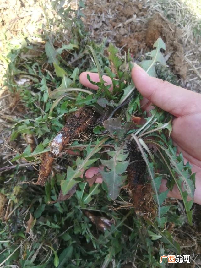 野生蒲公英能吃吗 80后自主创业蒲公英茶