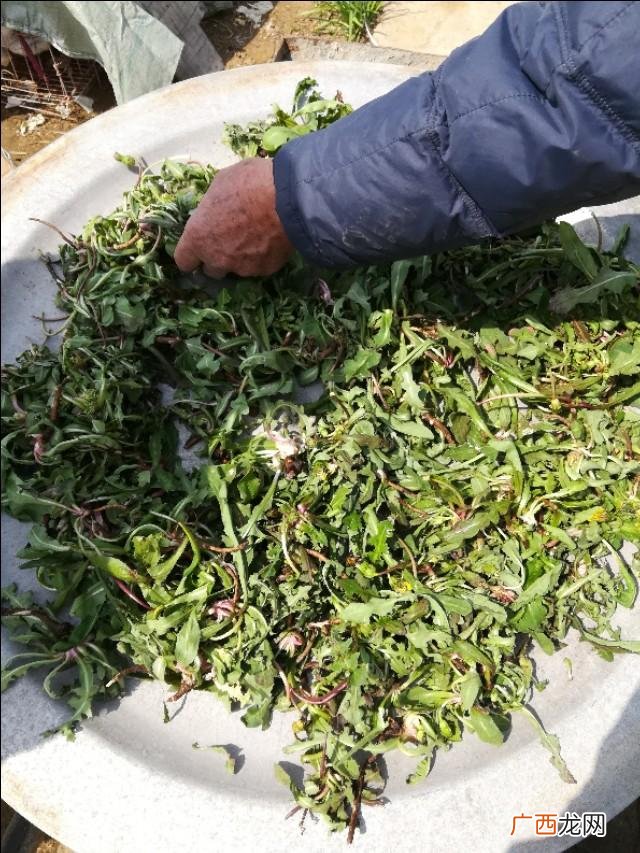 野生蒲公英能吃吗 80后自主创业蒲公英茶