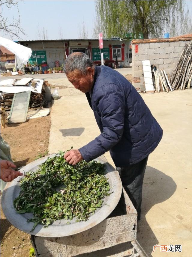 野生蒲公英能吃吗 80后自主创业蒲公英茶