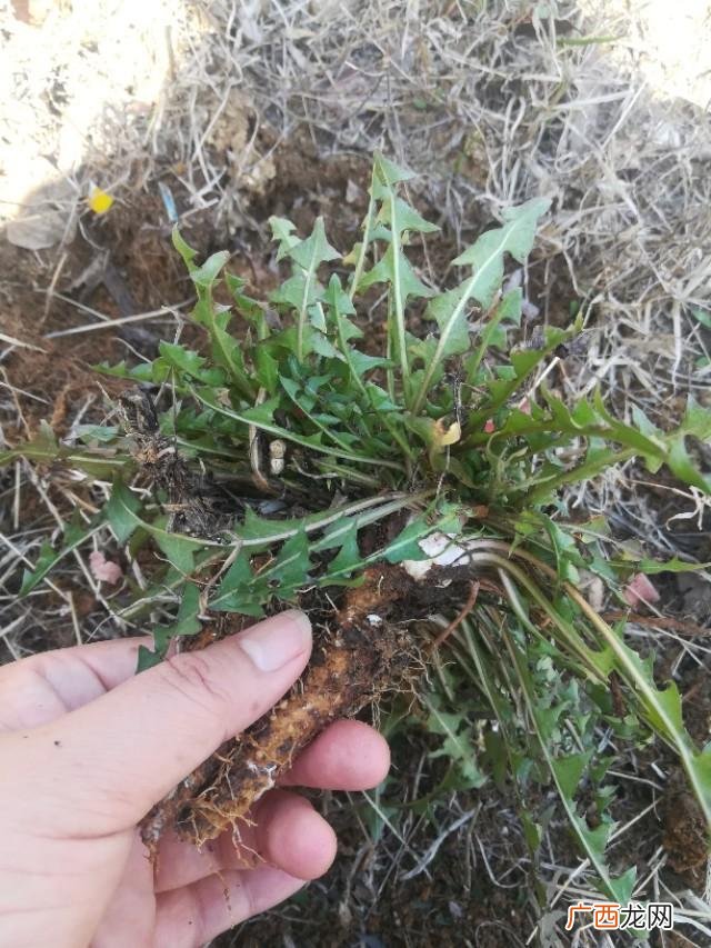 野生蒲公英能吃吗 80后自主创业蒲公英茶