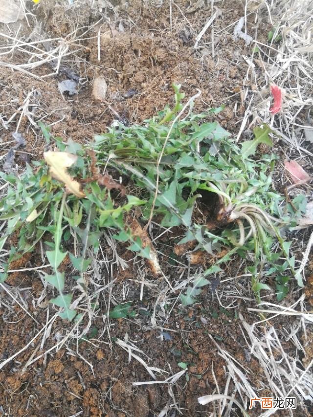 野生蒲公英能吃吗 80后自主创业蒲公英茶