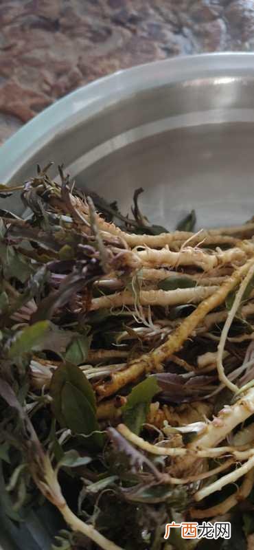 野生蒲公英能吃吗 80后自主创业蒲公英茶