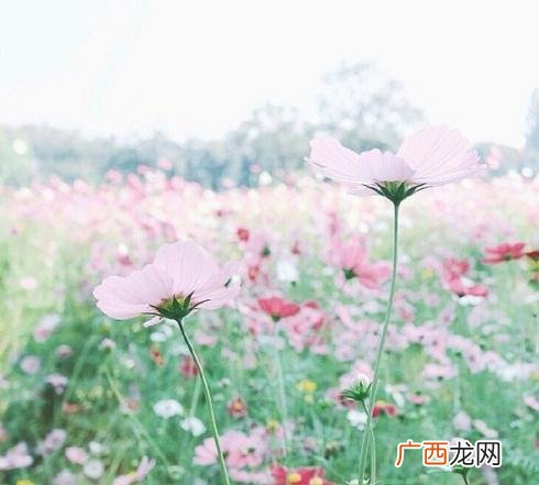暖心励志经典语录 创业语录经典语录迷茫