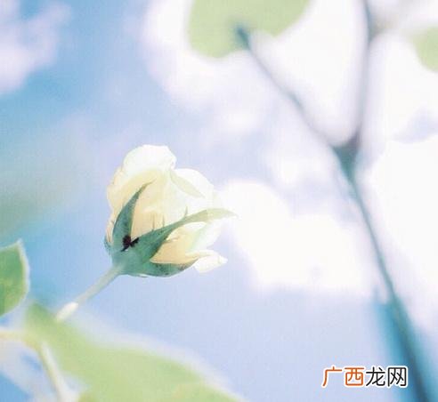 暖心励志经典语录 创业语录经典语录迷茫