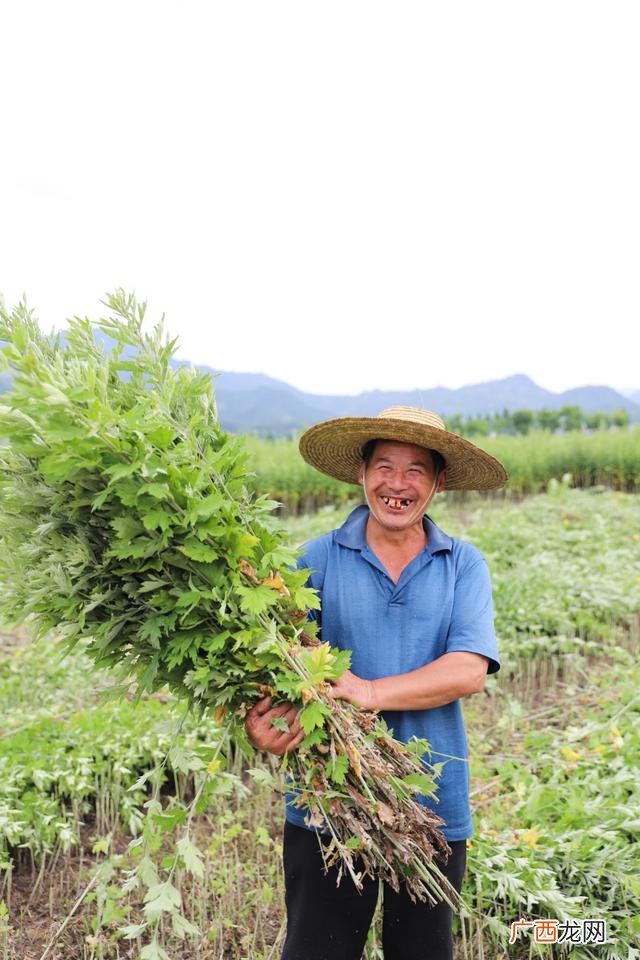 蕲春艾条要多少钱一盒 湖北蕲春的艾灸厂家