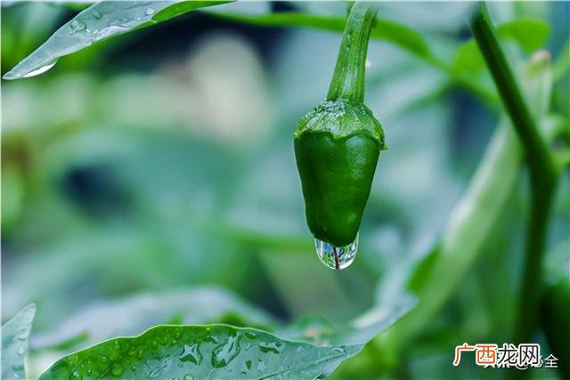 网上创业项目 农业种植致富项目推荐