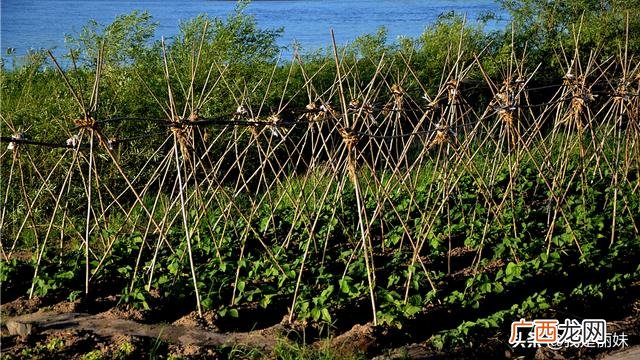 浙江现在适合种什么菜,现在季节种什么好